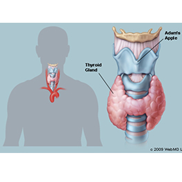 Thyroid